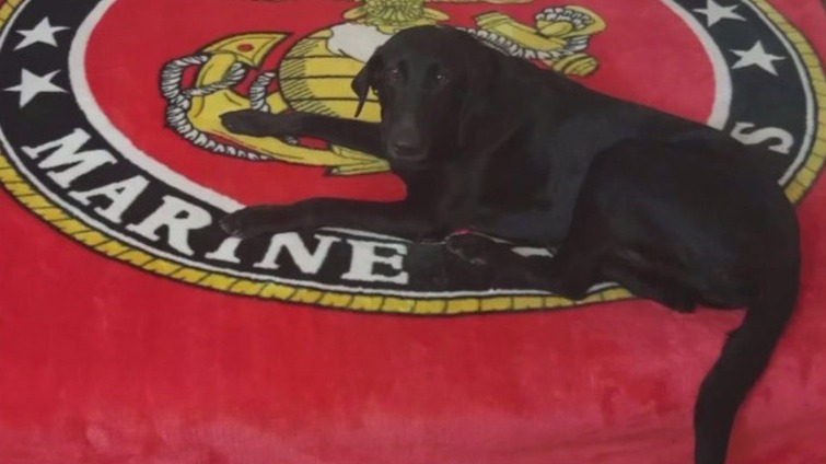 Heroic war dog 'Shadow' laid to rest